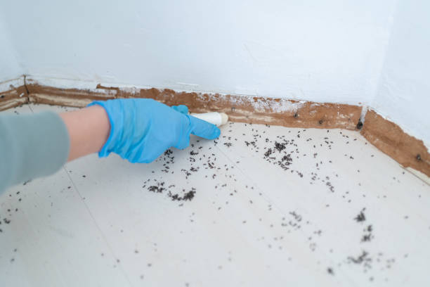 Best Affordable Pest Control Services  in Falmouth, VA